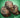 Mexico WBC New Era Real Tree